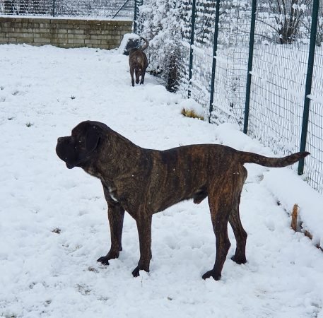 Cane Corso nella neve