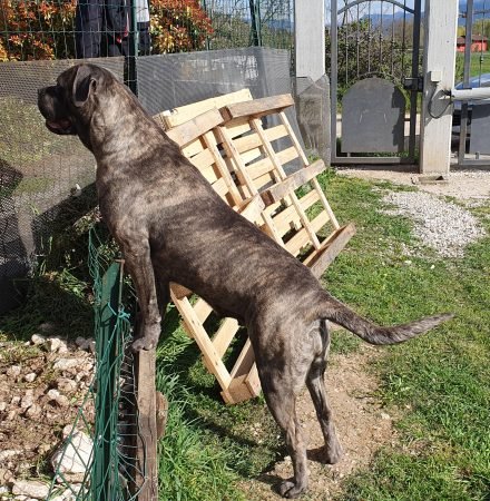 Cane Corso female