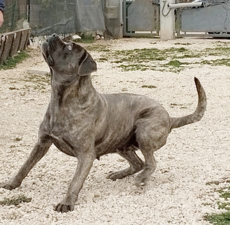 Cane Corso femmina in movimento