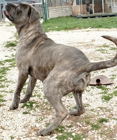 Cane Corso female grey