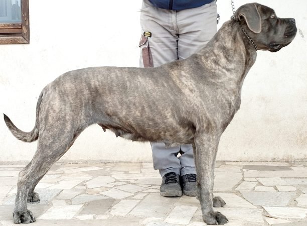 Cane Corso femmina in posa