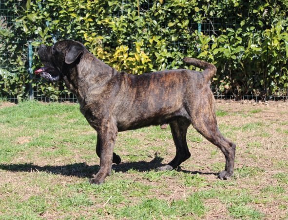 Cane Corso maschio mantello Tigrato