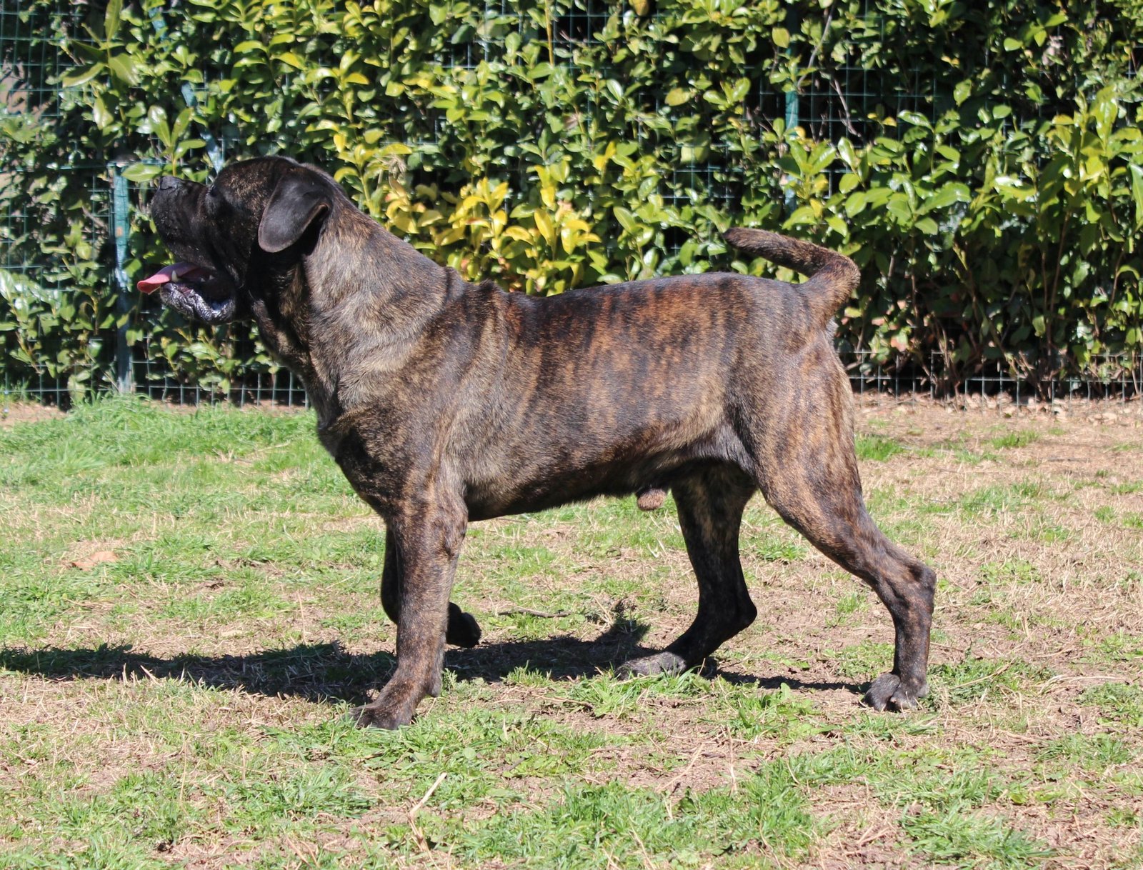 Cane Corso maschio mantello Tigrato