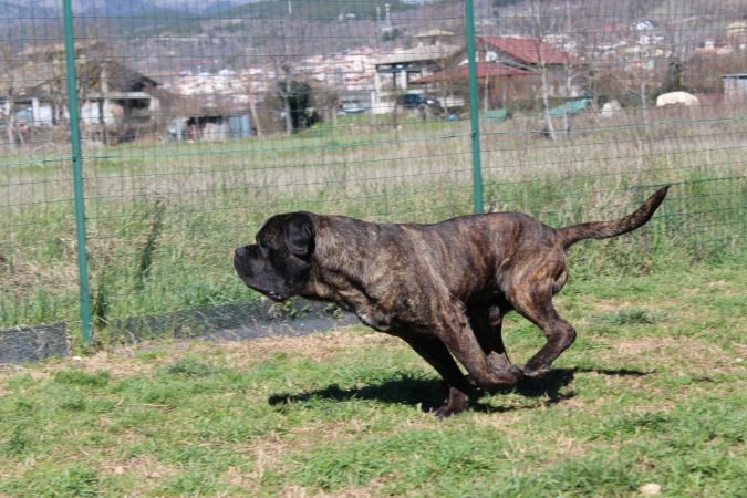 Cane Corso maschio in movimento