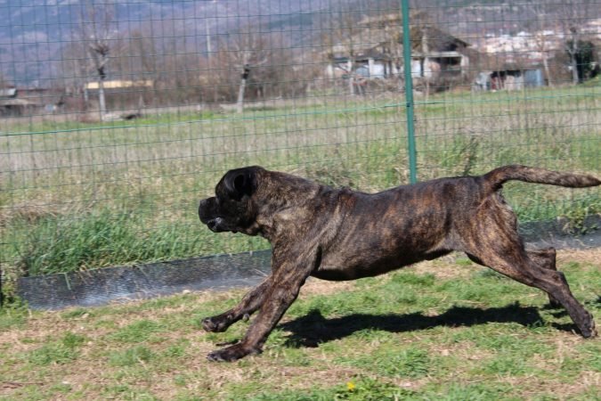 Cane Corso maschio potenza e forza