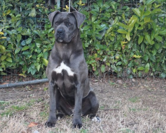 Cane Corso grigio femmina