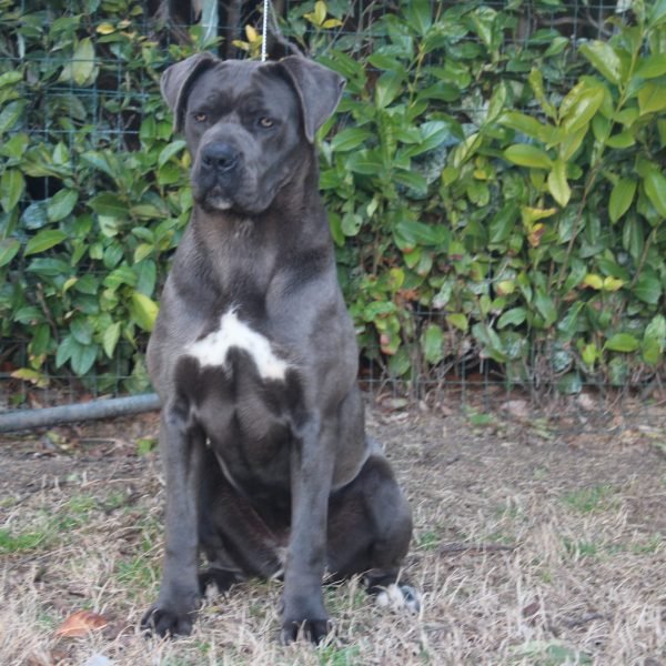 Cane Corso Italiano - i nostri cani