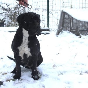 Cane Corso female black