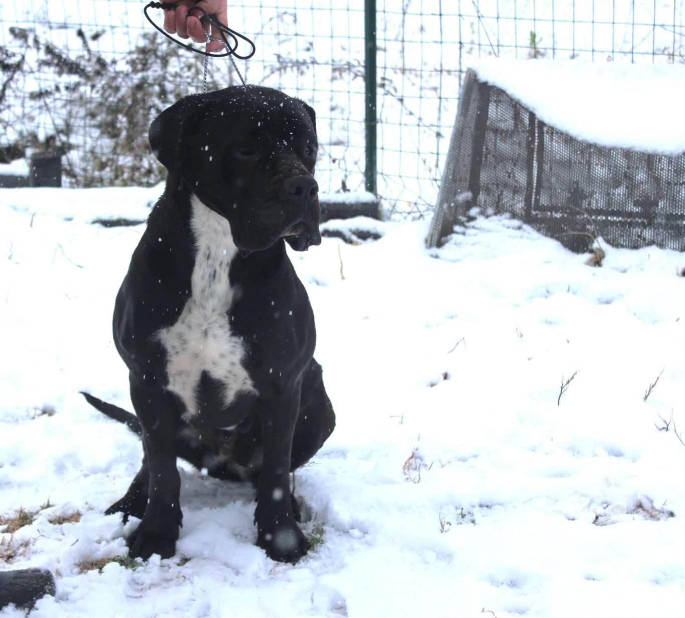 Cane Corso female black