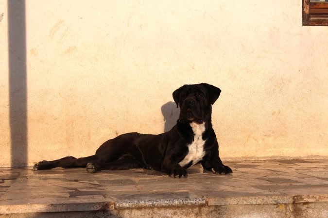 Cane corso femmina