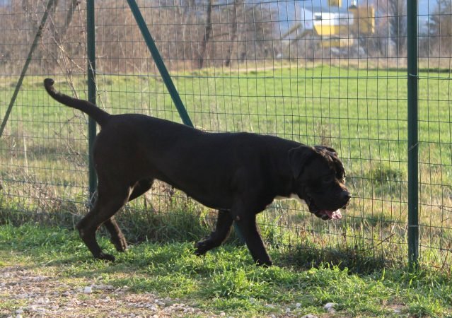 Cane corso femmina da lavoro