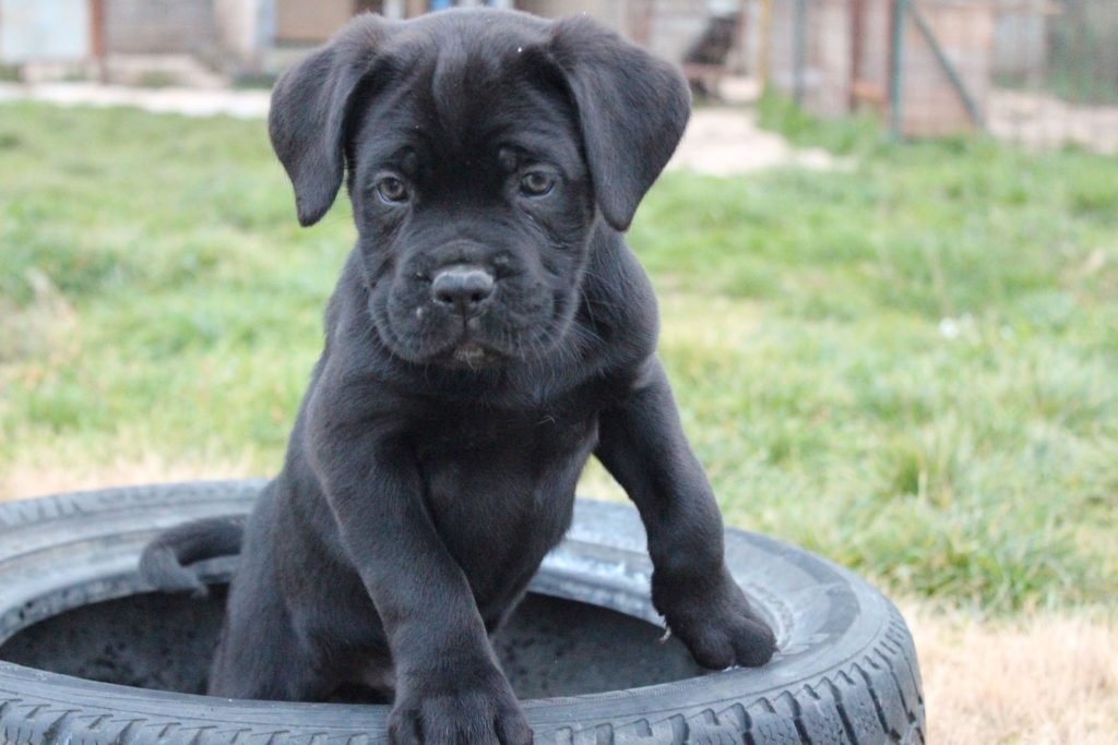 Cucciolo di Cane Corso nero