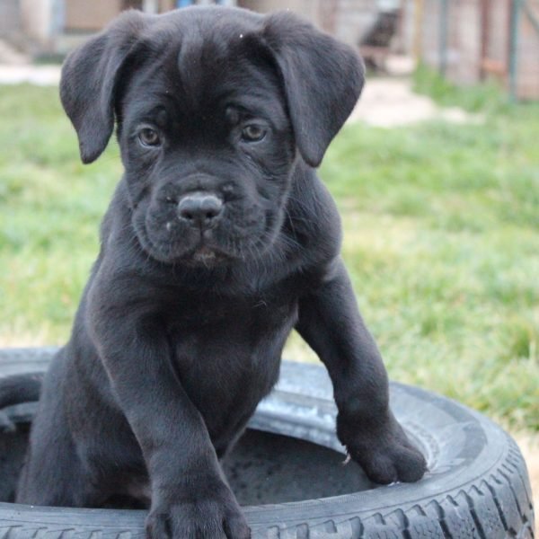 Cuccioli di cane corso disponibili