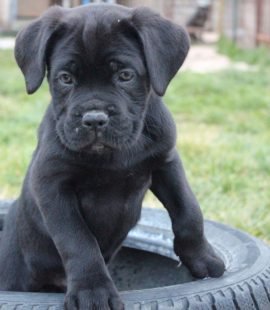 Cucciolo di Cane Corso nero