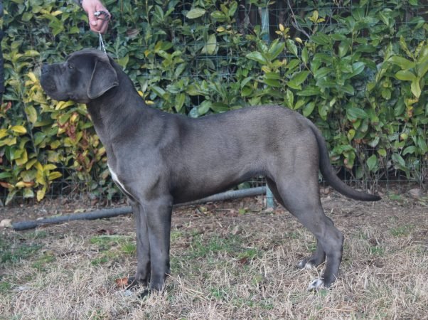 Cane Corso femmina mantello grigio