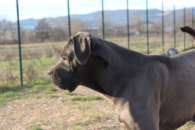 Cane Corso grigio