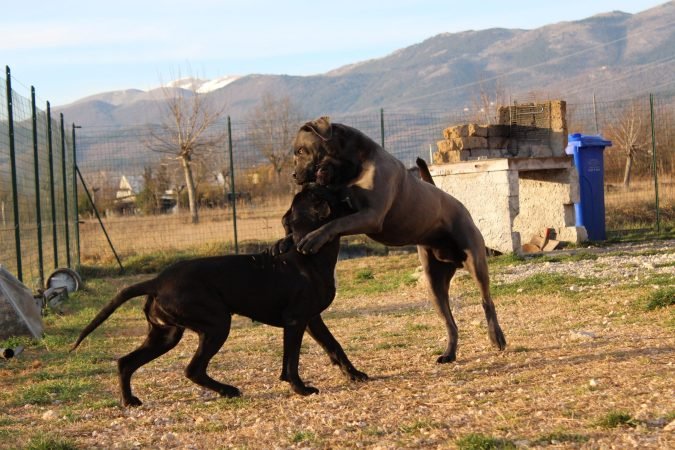 Cane Corso forza