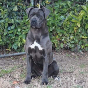 Cane Corso femmina grigio
