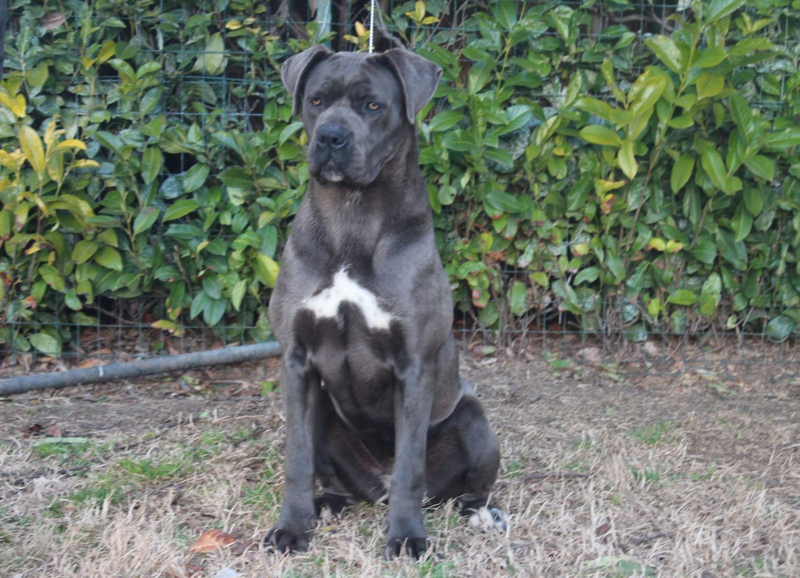 Cane Corso femmina grigio