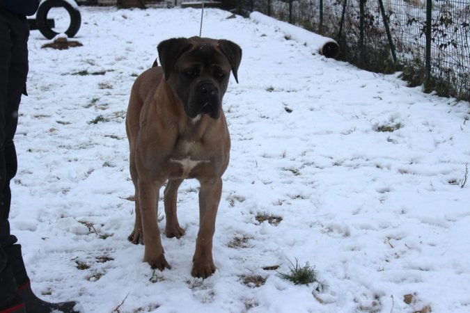 Cane Corso maschio fulvo