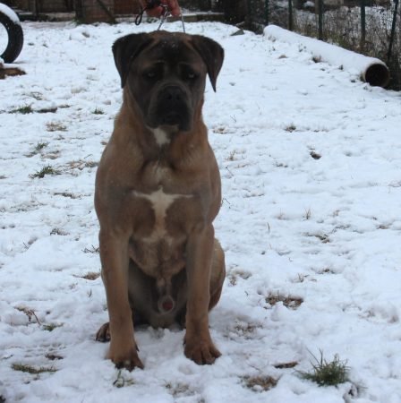 Cane Corso maschio fulvo
