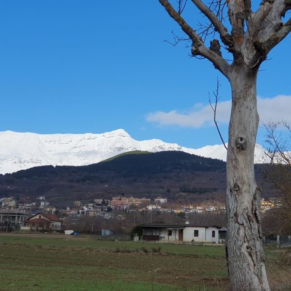 Allevamento Cane Corso: I Testoni dei Corso