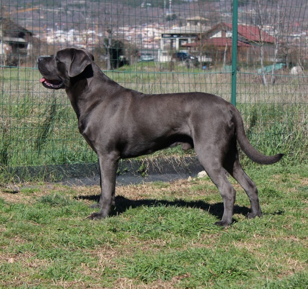 Cane Corso grigio bellissimo