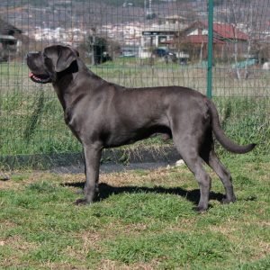 Cane Corso grigio bellissimo
