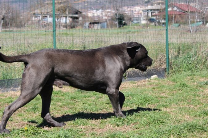 Cane Corso grigio campione sociale