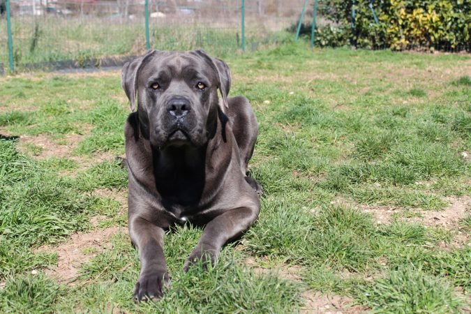 Cane corso grigio stupendo