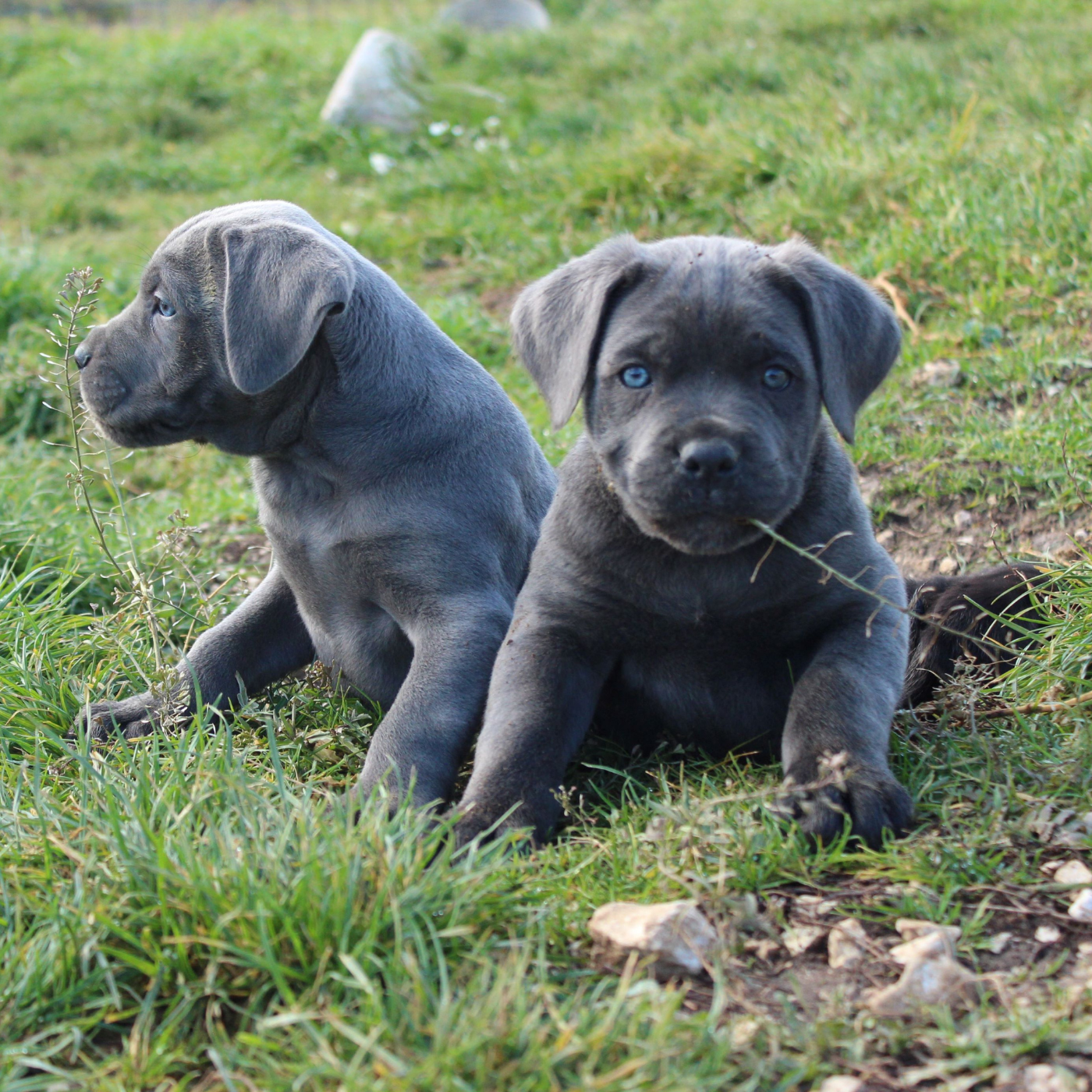Cuccioli Cane Corso grigio blue