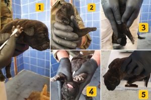 Senso Puppy o biosensor