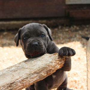 LITTER CANE CORSO