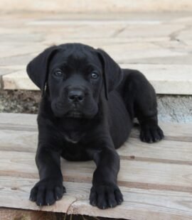 Cucciolo di Cane Corso nero