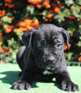 Cane Corso puppy