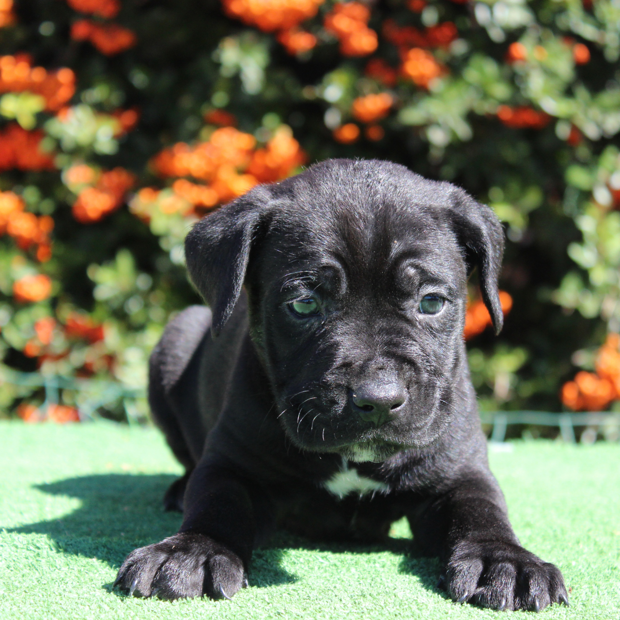 Cane Corso puppy