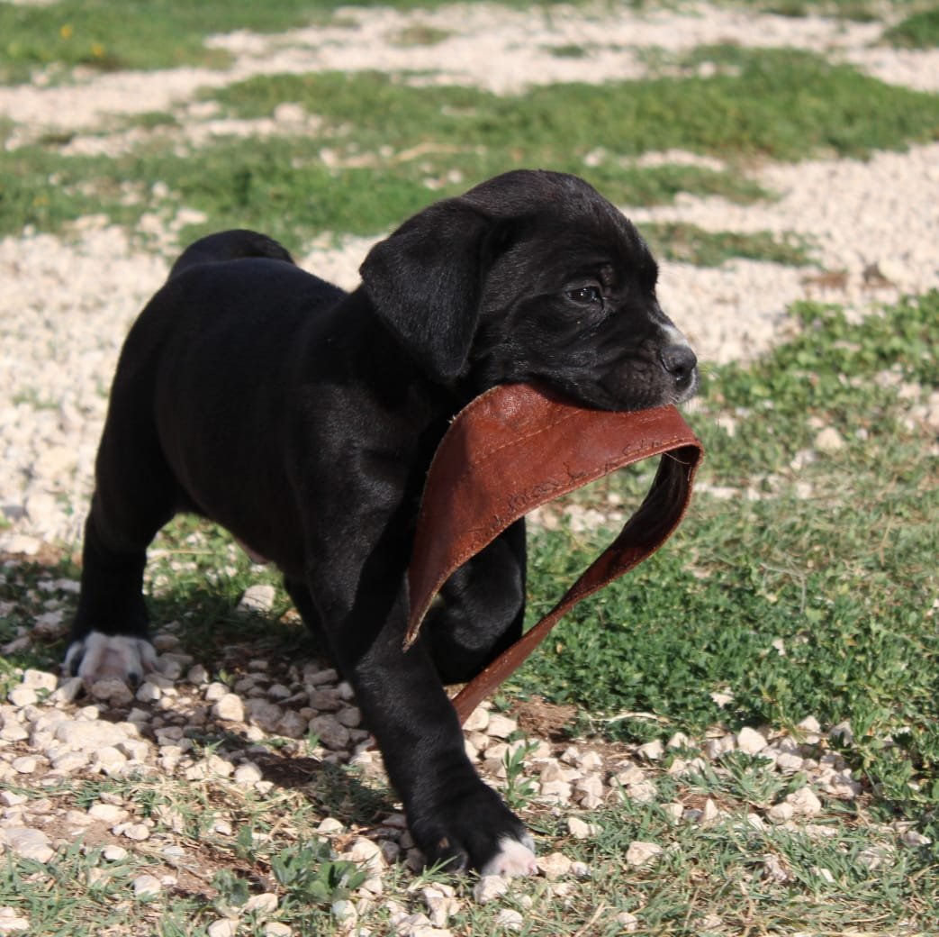 Cucciola di Cane Corso nera